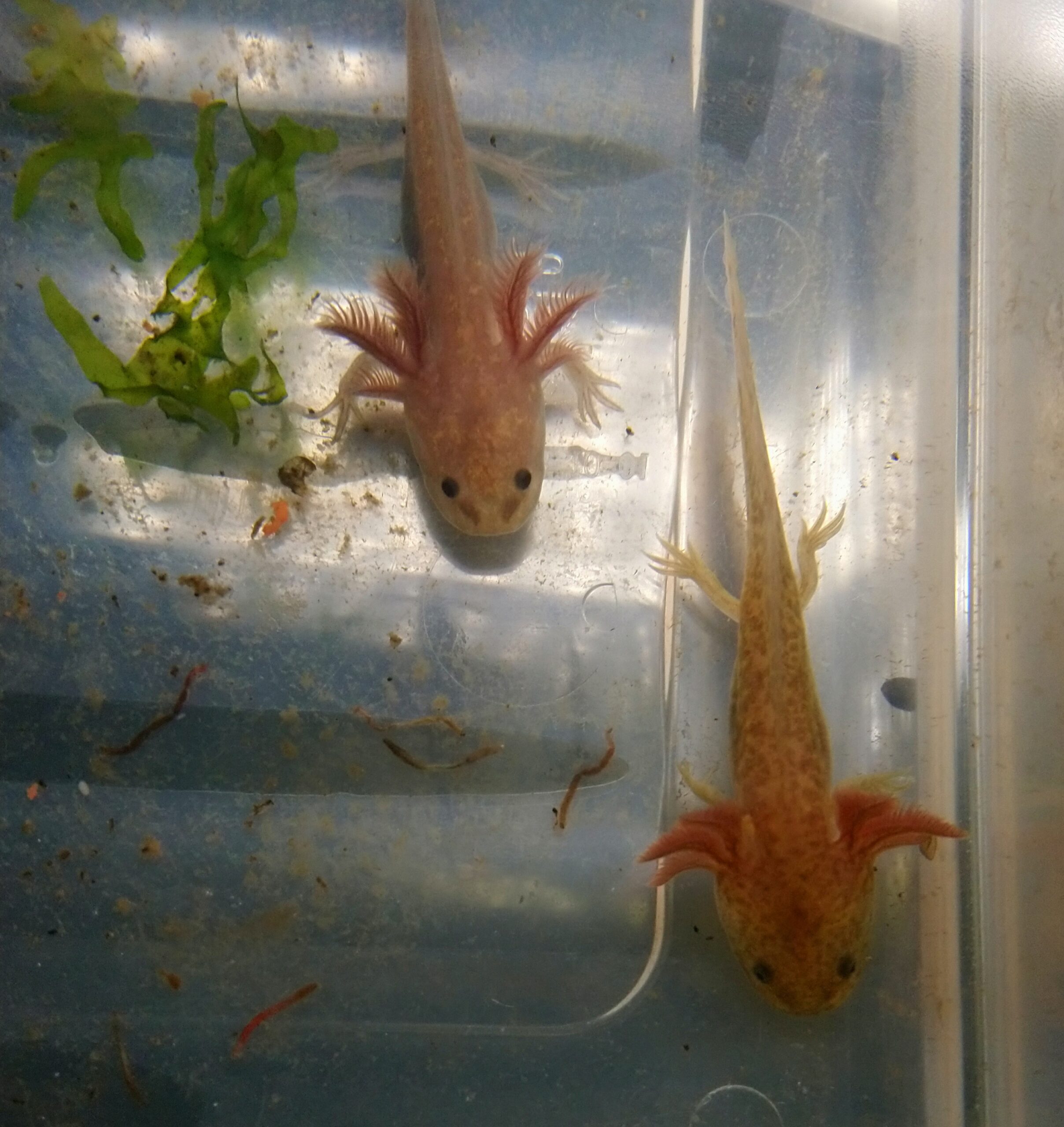 Axolotl Jungtiere verschiedene Farben