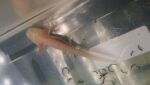 Axolotl Jungtiere verschiedene Farben