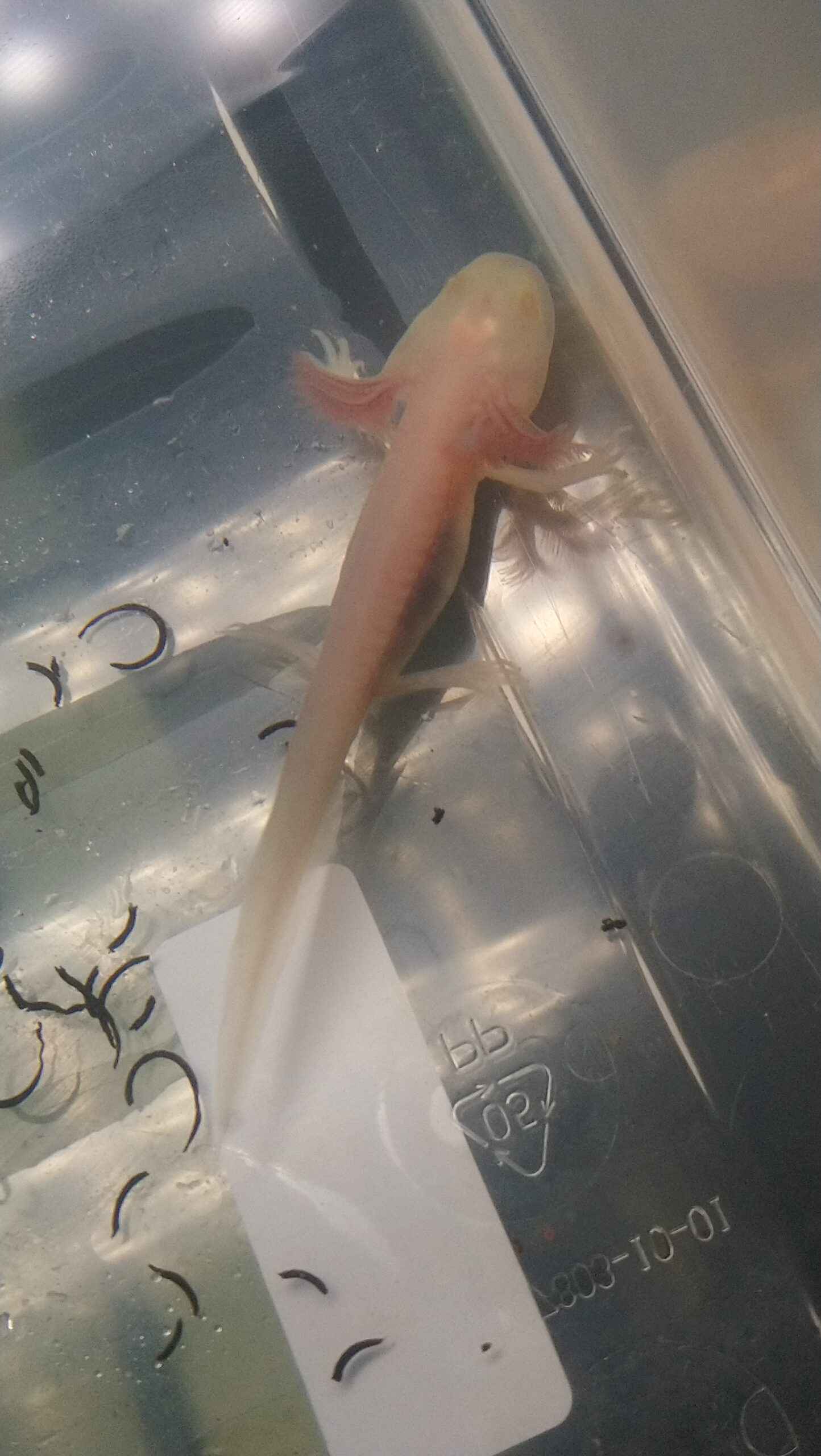 Axolotl Jungtiere verschiedene Farben