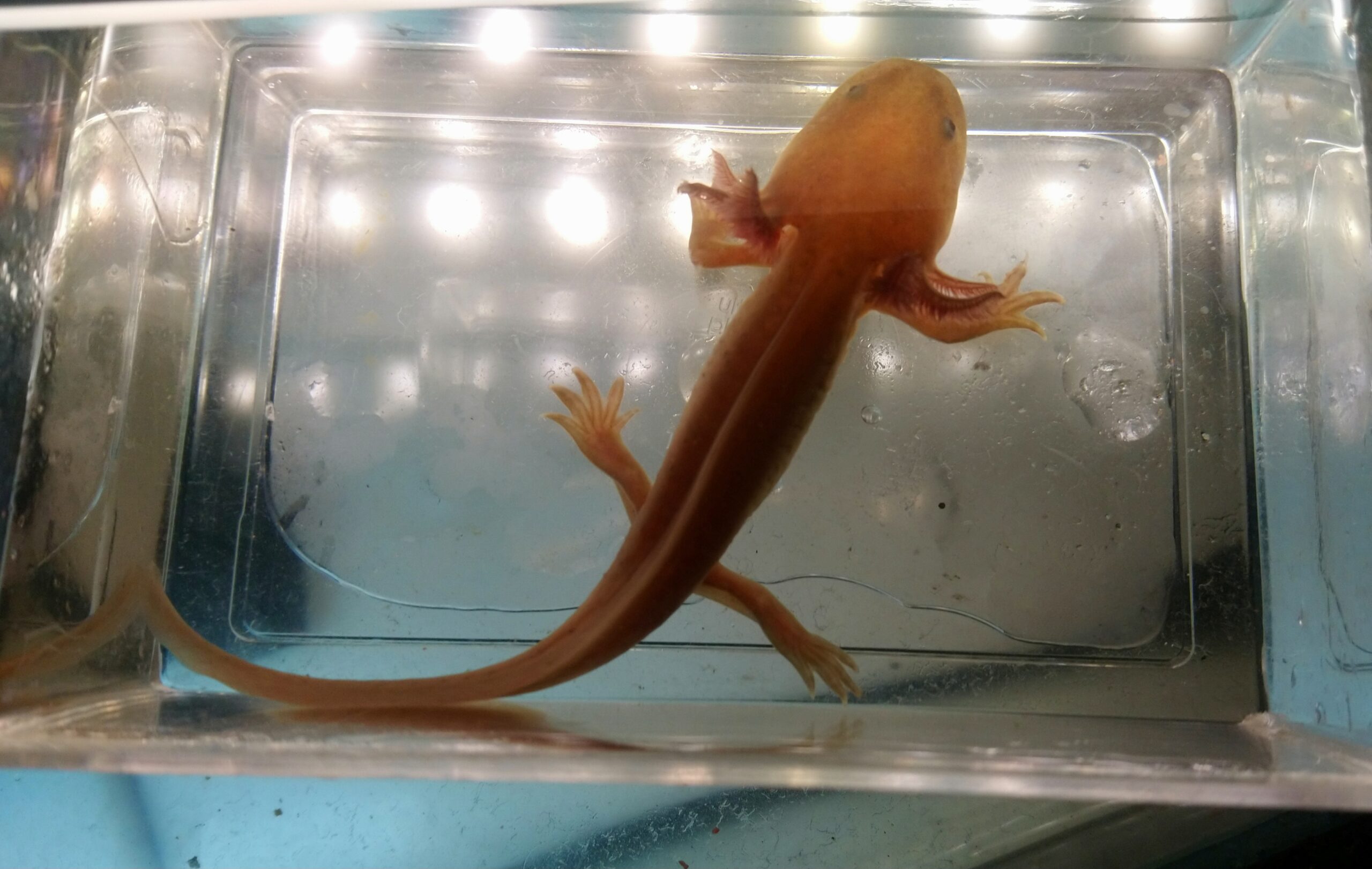 Axolotl Jungtiere verschiedene Farben