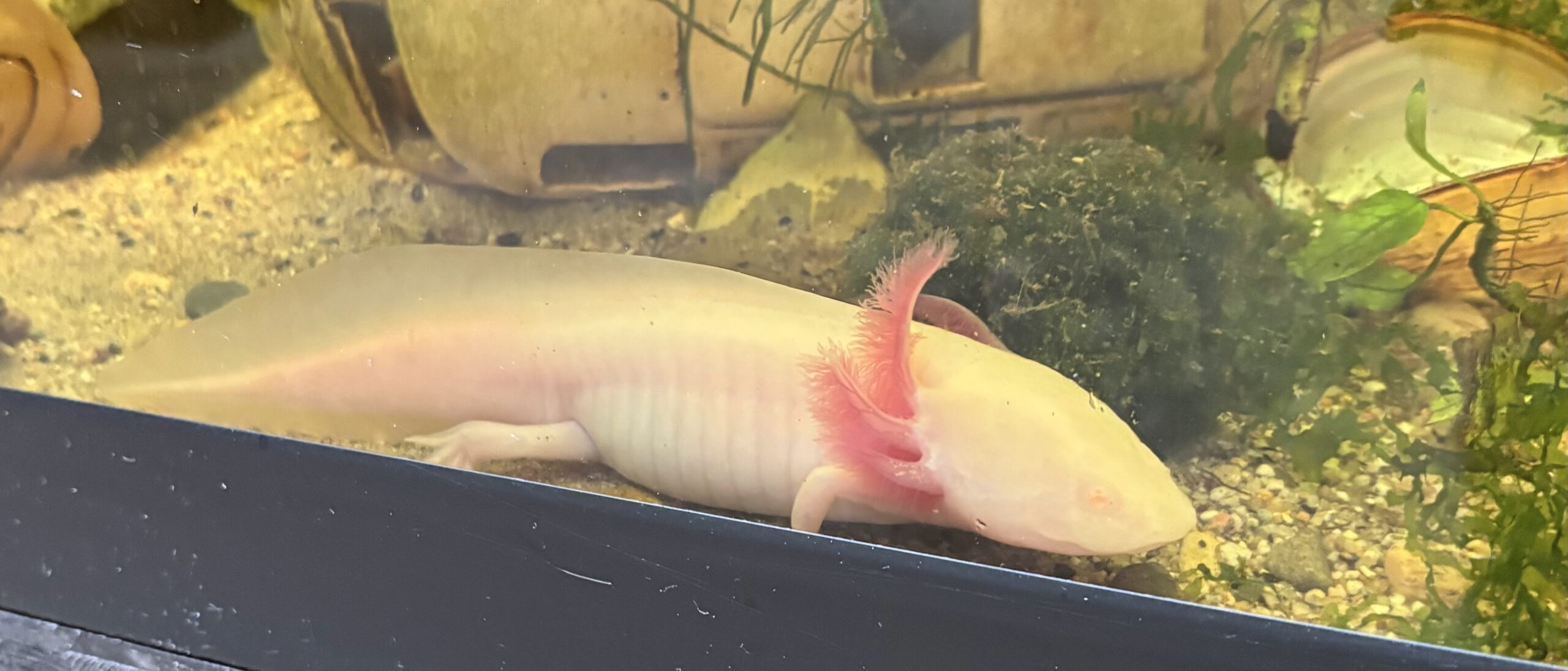 Axolotl Nachwuchs