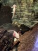 Axolotl Nachwuchs