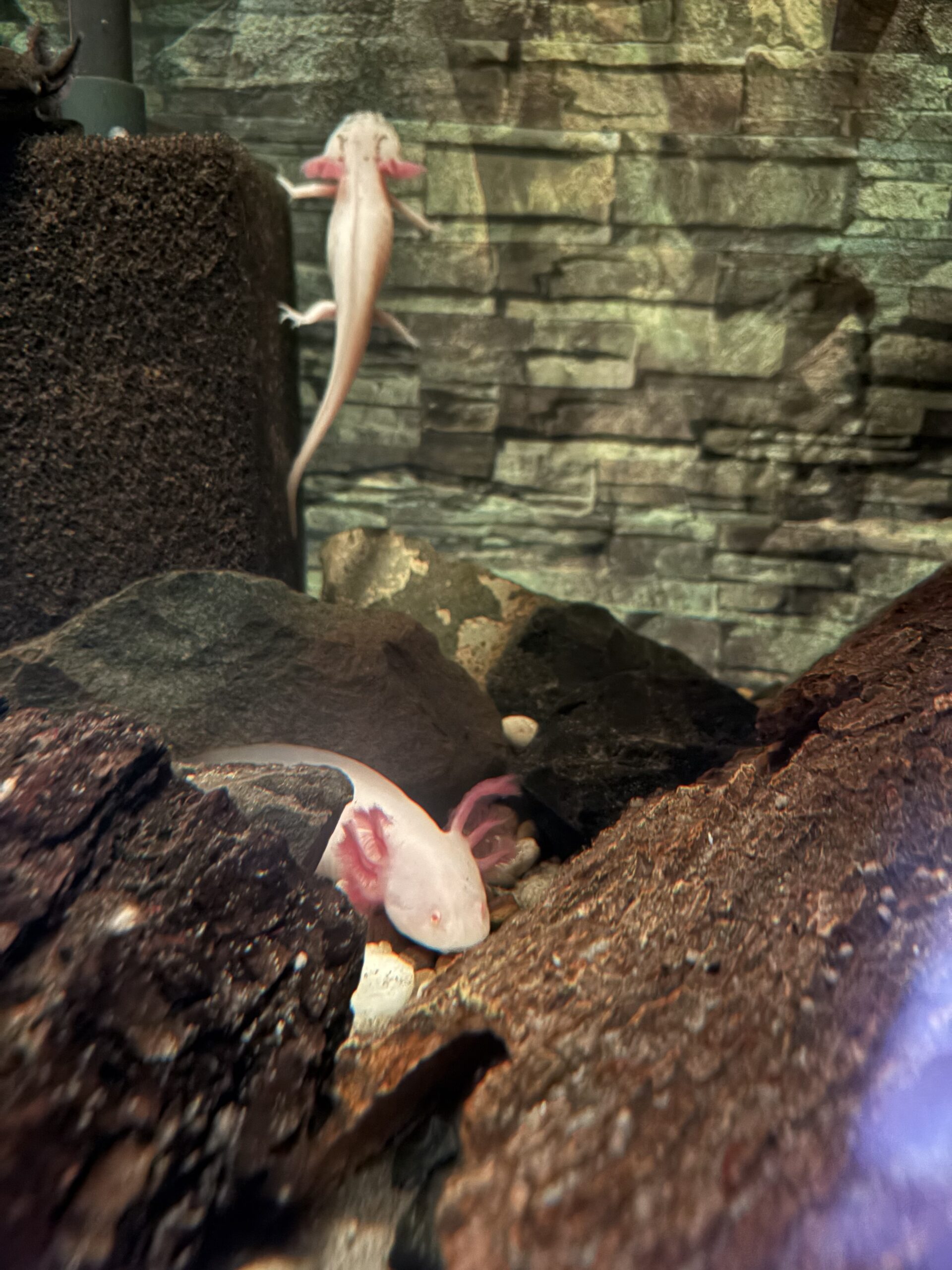 Axolotl Nachwuchs
