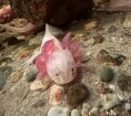 Axolotl Nachwuchs