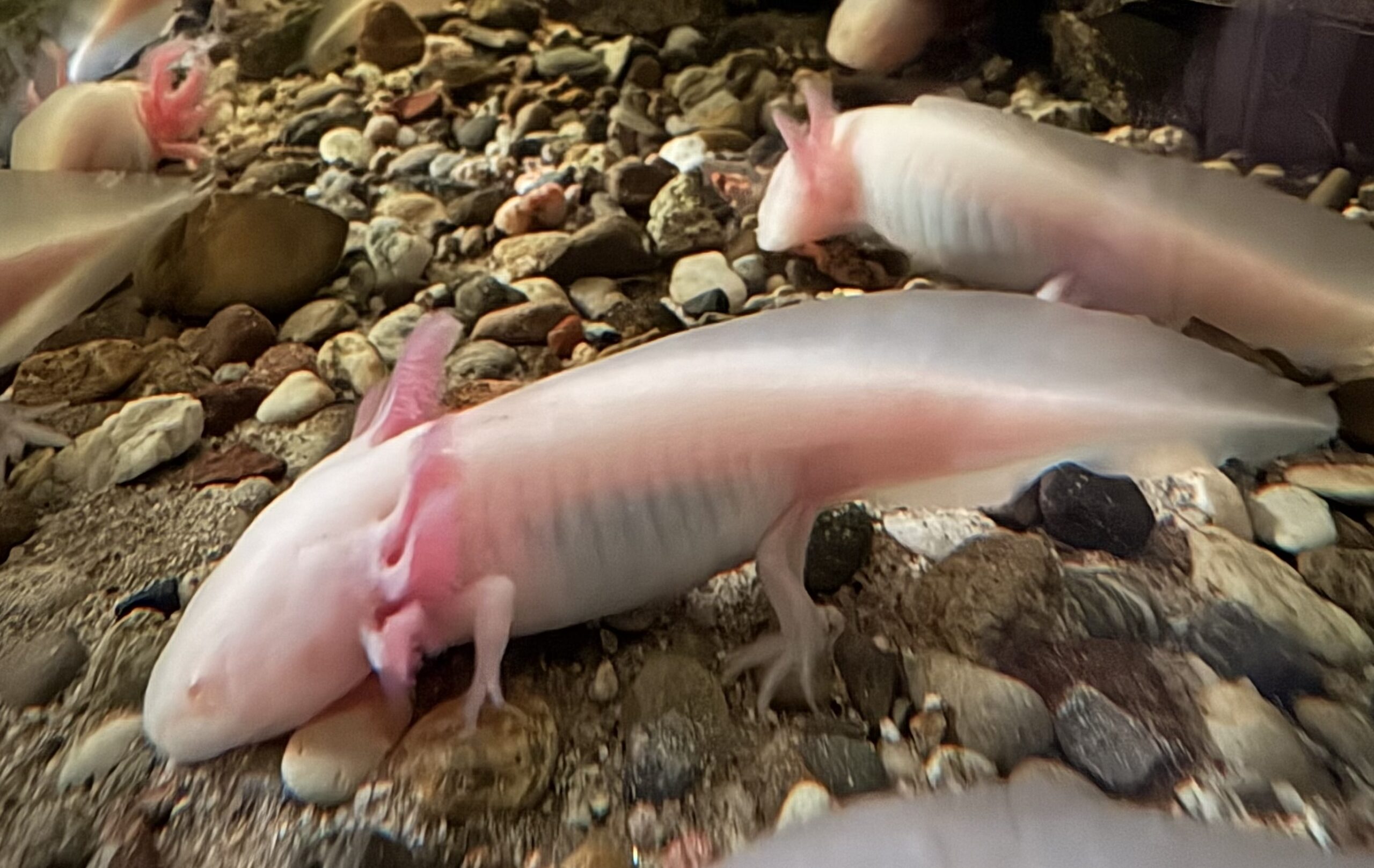 Axolotl Nachwuchs