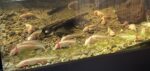 Axolotl Nachwuchs