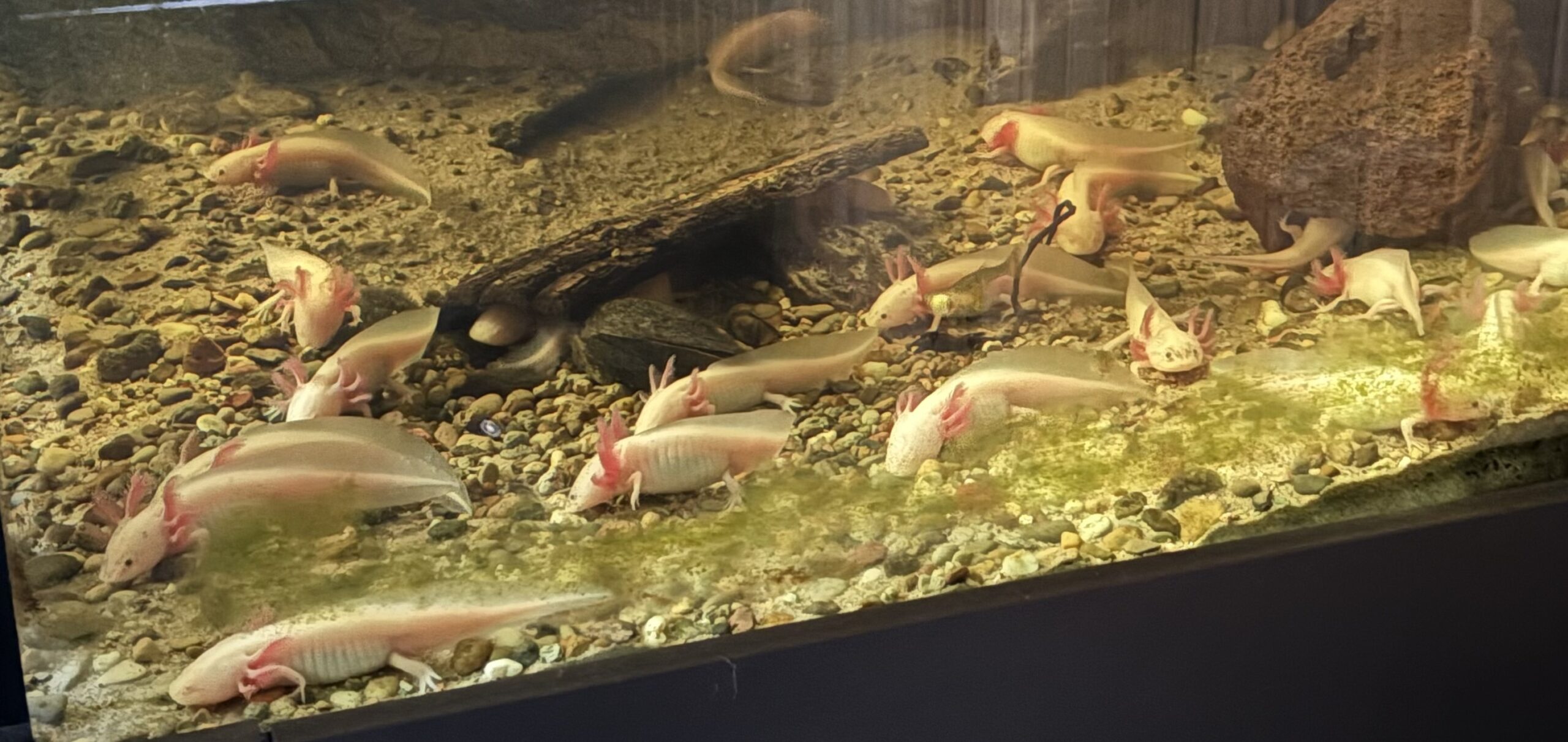 Axolotl Nachwuchs
