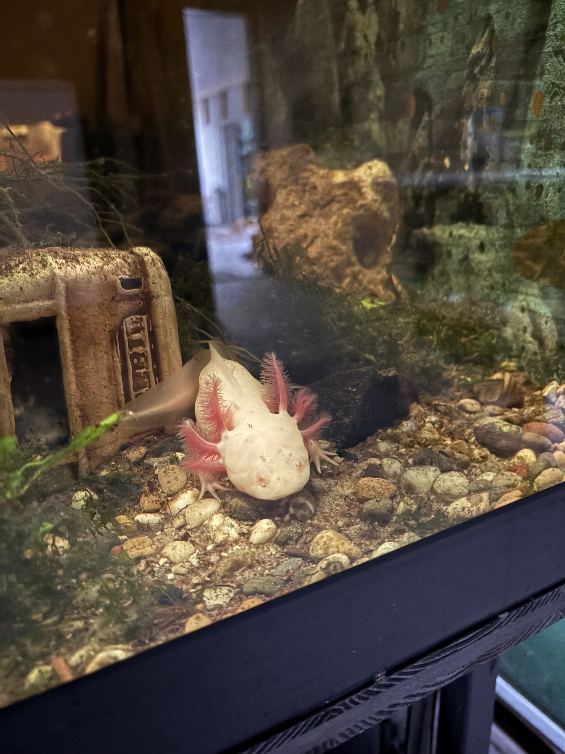 Axolotl Nachwuchs