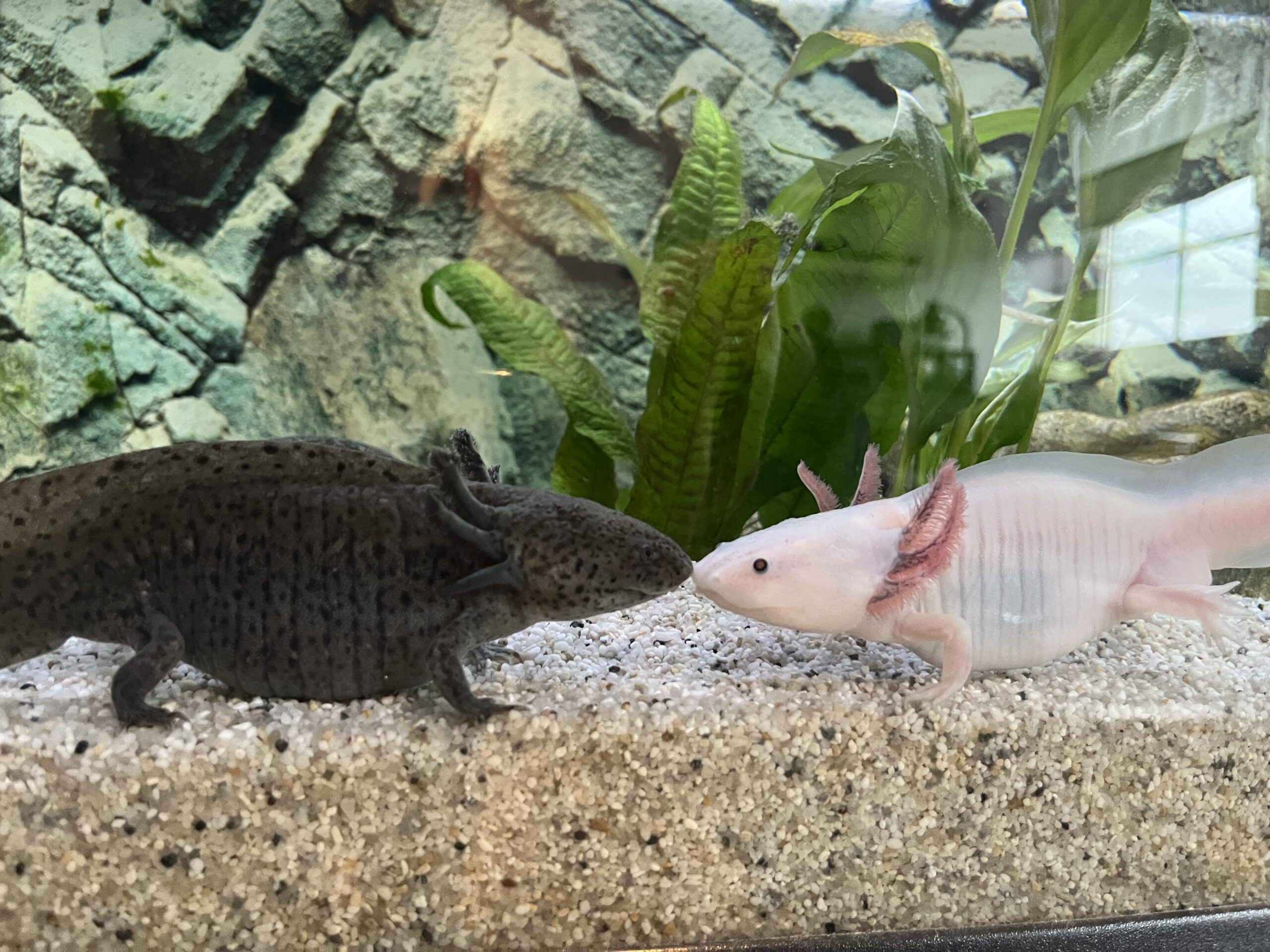 2 Axolotl zu verkaufen
