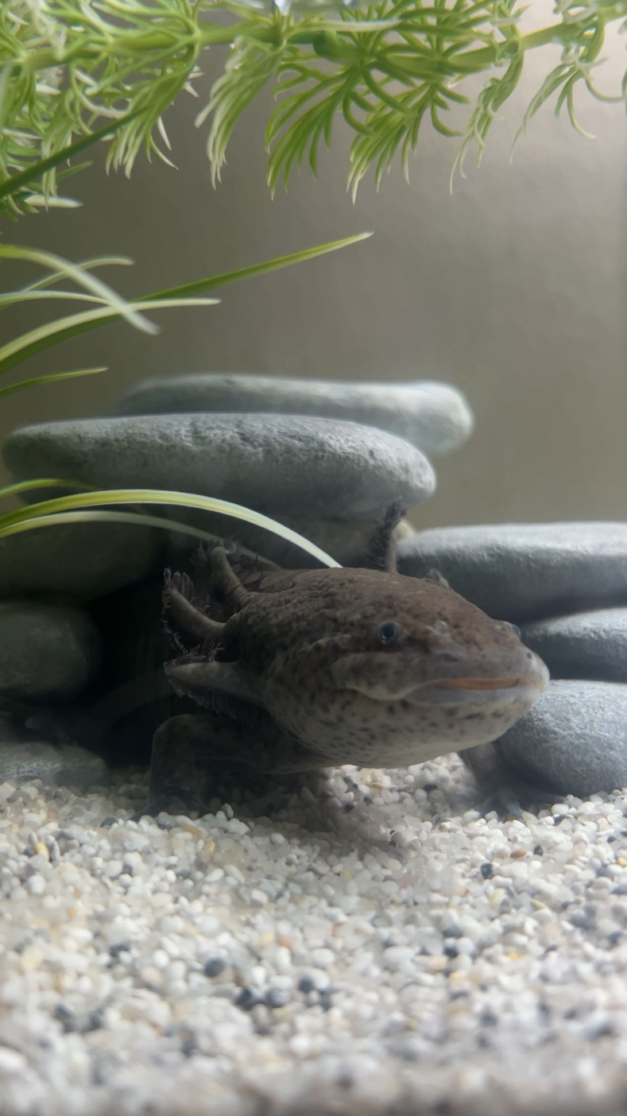 Axolotl Männchen