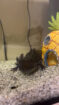 Axolotl Männchen