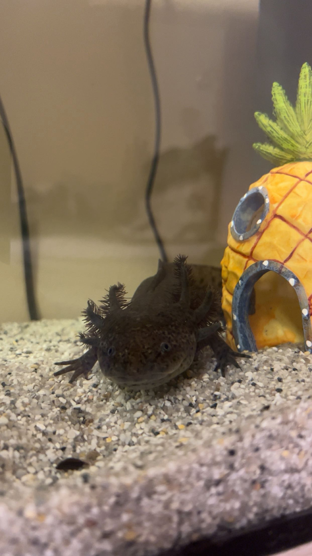 Axolotl Männchen