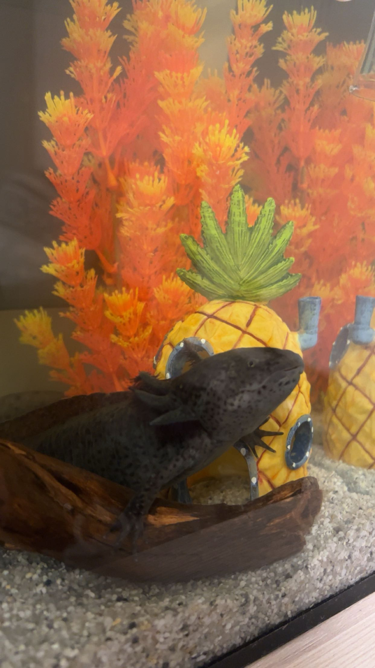 Axolotl Männchen