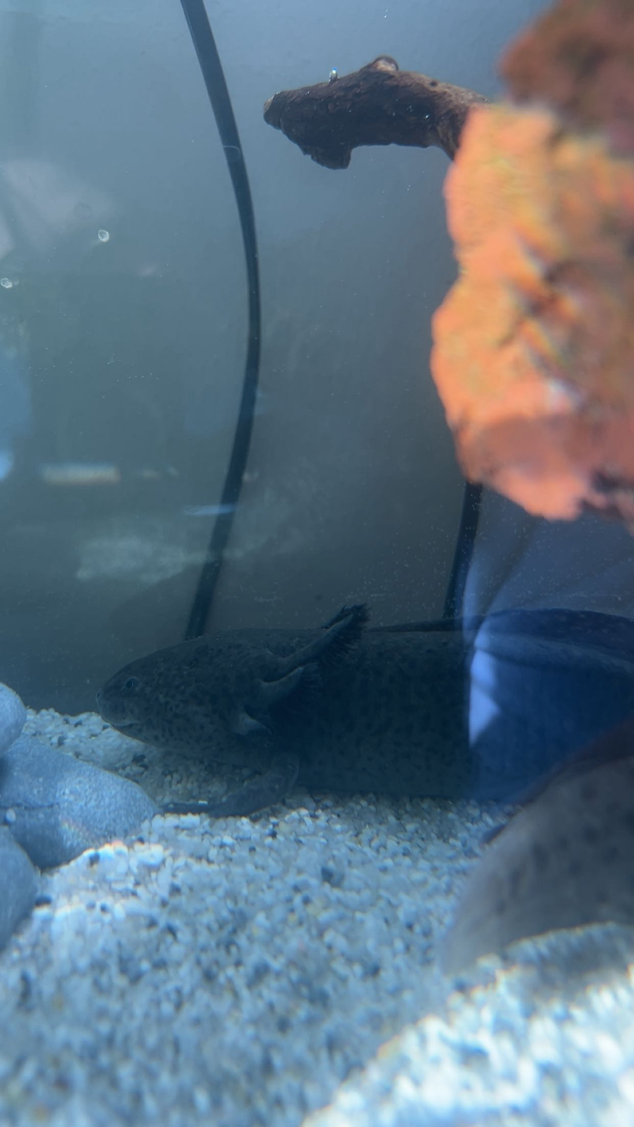 Axolotl Männchen
