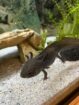 2 Axolotl zu verkaufen