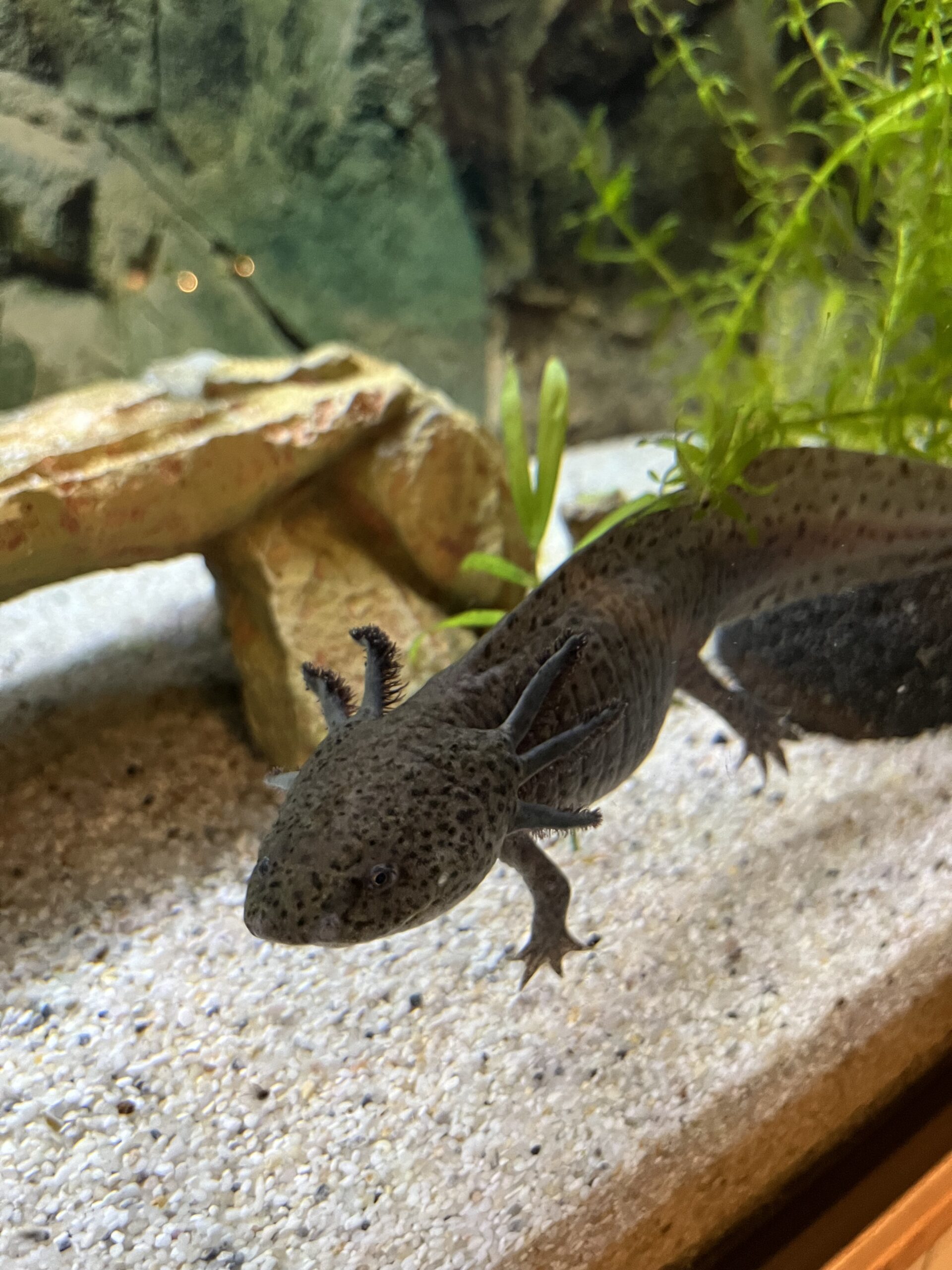 2 Axolotl zu verkaufen
