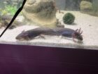 Junge Axolotl