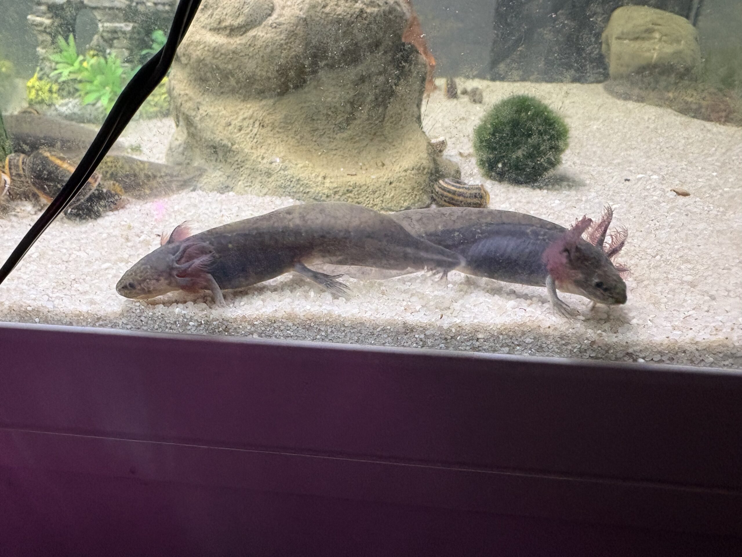 Junge Axolotl