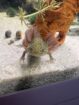 Junge Axolotl