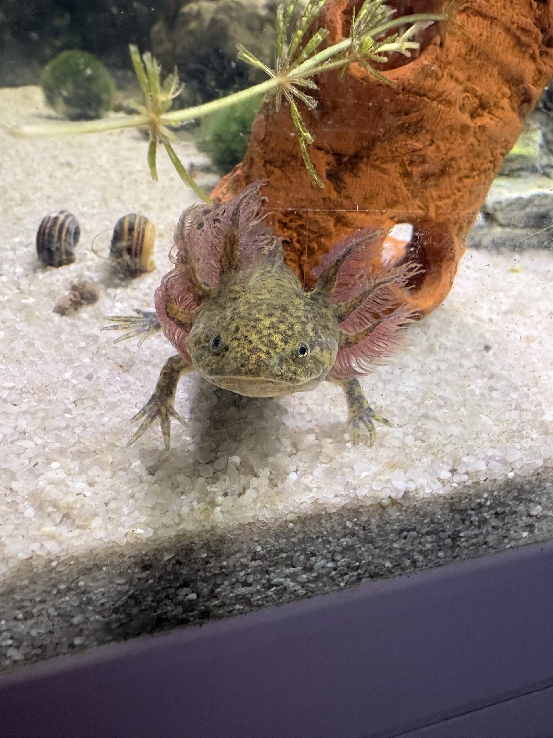 Junge Axolotl