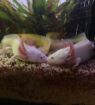 Axolotl Jungtiere und 2Böcke 1Weibchen aduld