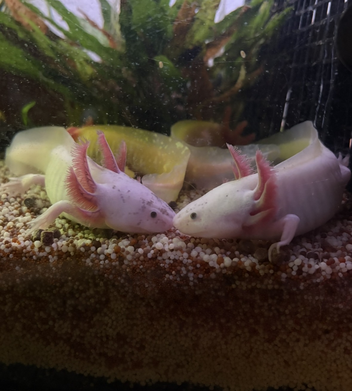 Axolotl Jungtiere und 2Böcke 1Weibchen aduld