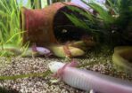 Axolotl Jungtiere und 2Böcke 1Weibchen aduld