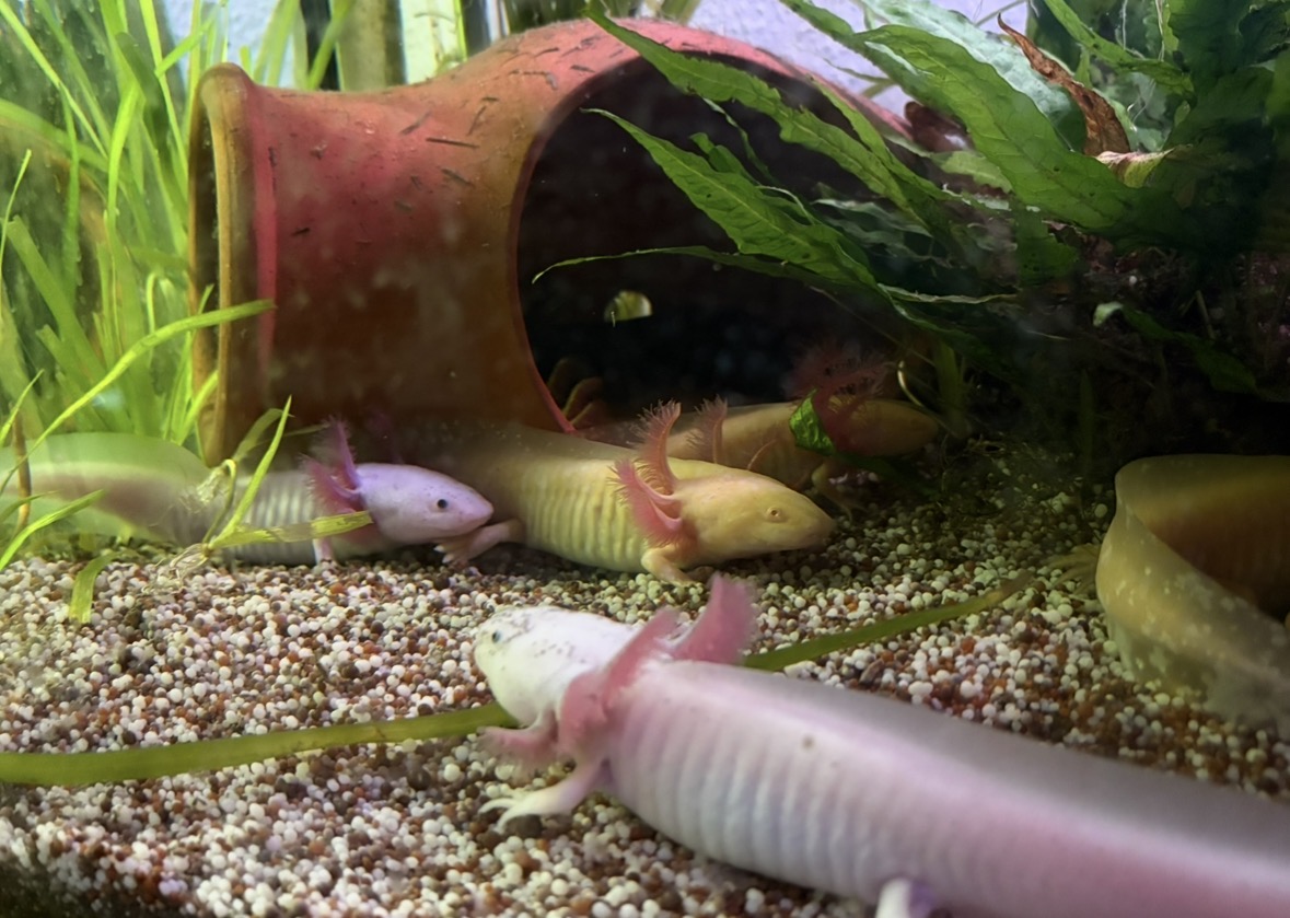 Axolotl Jungtiere und 2Böcke 1Weibchen aduld