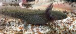 Axolotl Jungtiere und 2Böcke 1Weibchen aduld