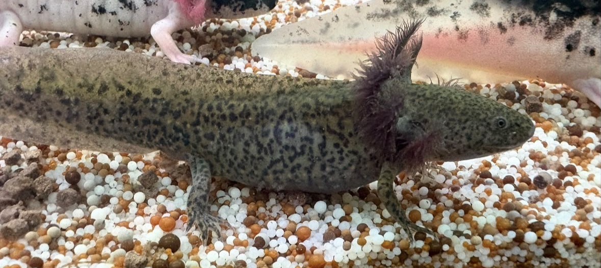 Axolotl Jungtiere und 2Böcke 1Weibchen aduld