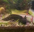 Axolotl Jungtiere und 2Böcke 1Weibchen aduld