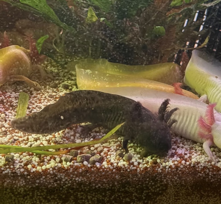 Axolotl Jungtiere und 2Böcke 1Weibchen aduld