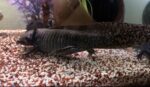 Axolotl Jungtiere und 2Böcke 1Weibchen aduld