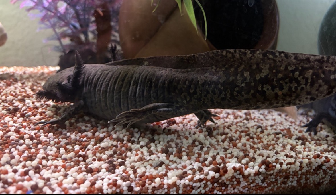 Axolotl Jungtiere und 2Böcke 1Weibchen aduld