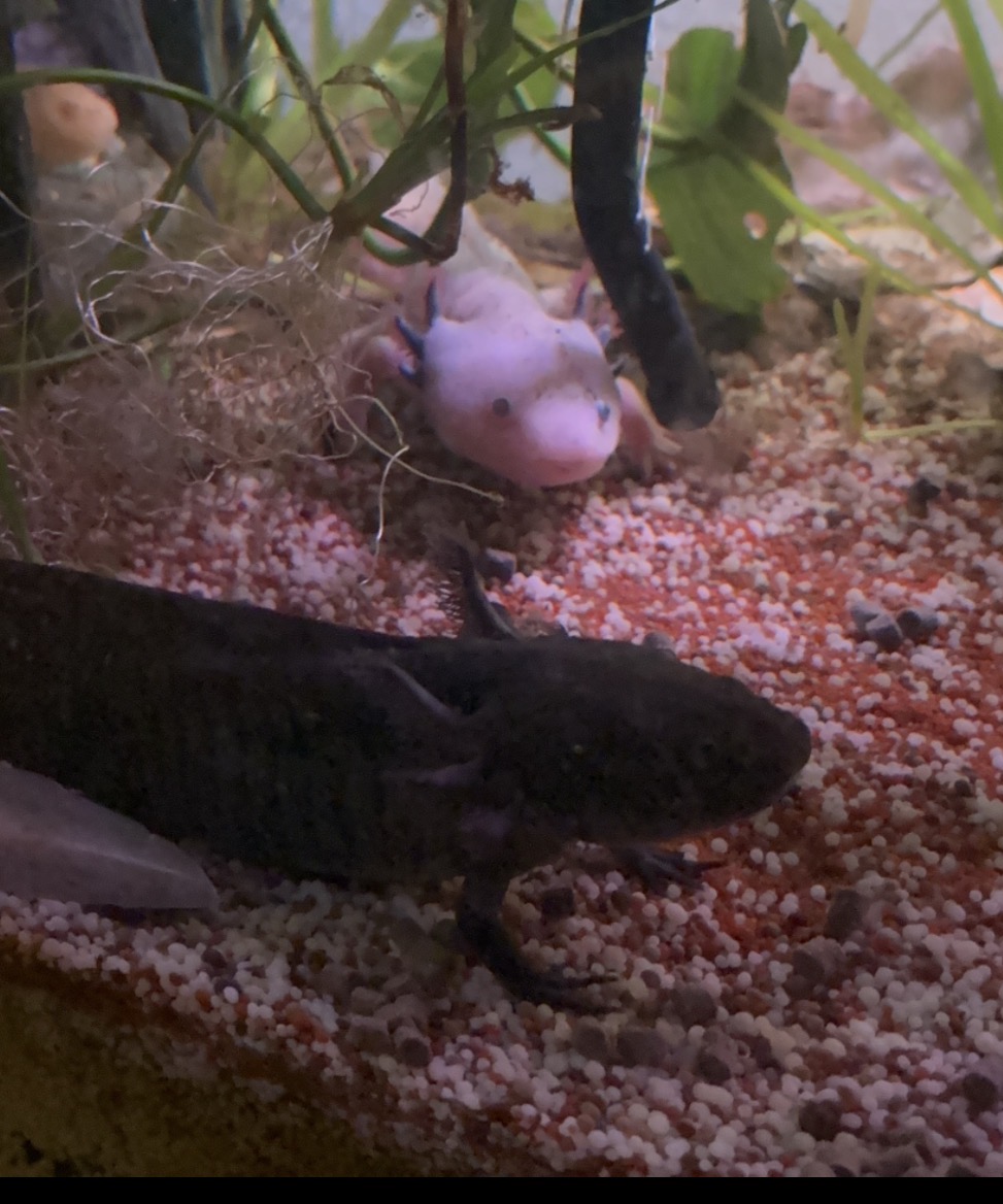 Axolotl Jungtiere und 2Böcke 1Weibchen aduld