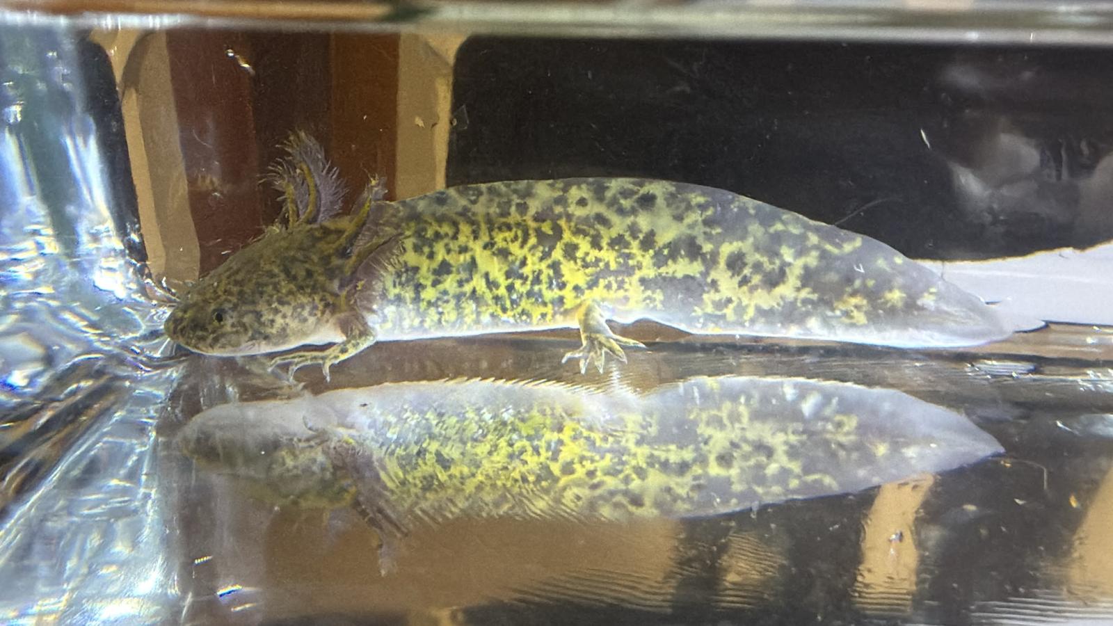 Junge Axolotl