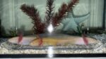Junge Axolotl