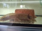 Axolotl Erwachsene Tiere