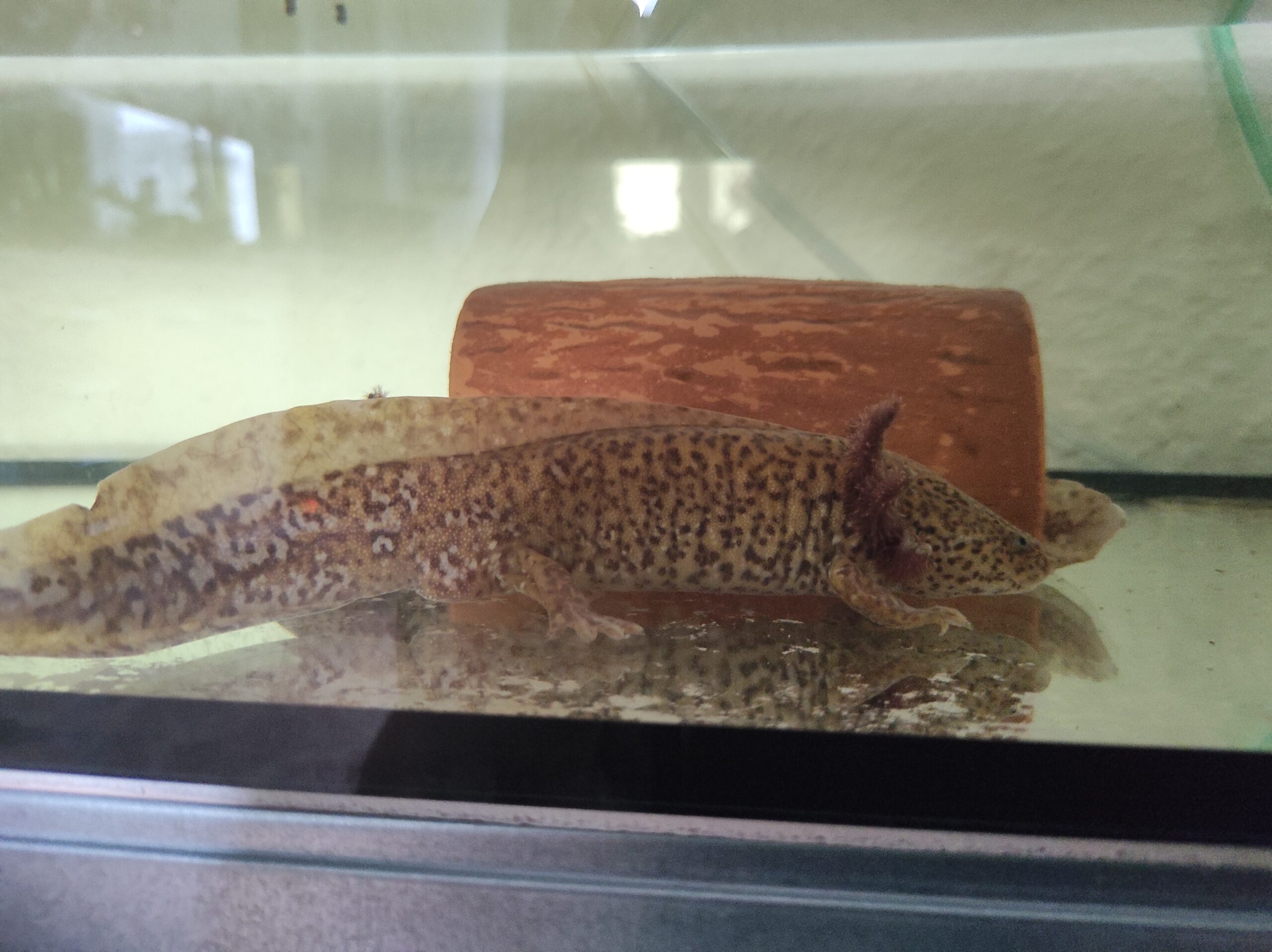 Axolotl Erwachsene Tiere