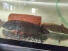 Axolotl Erwachsene Tiere
