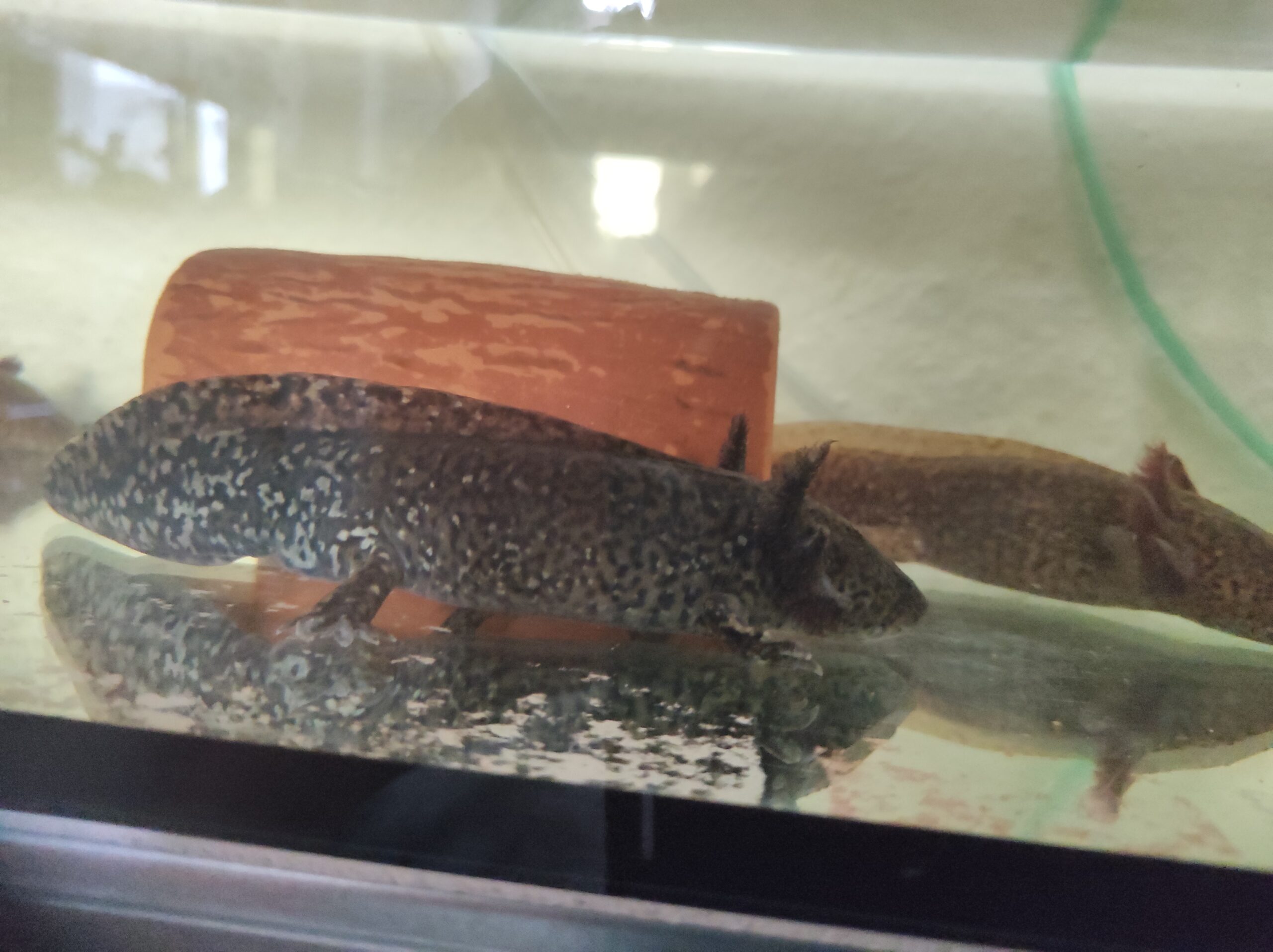 Axolotl Erwachsene Tiere
