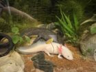 2 adulte Axolotl zu verschenken!