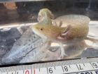 Axolotl 12cm