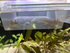 Axolotl 12cm