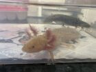 Axolotl 12cm