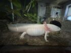 2 adulte Axolotl zu verschenken!