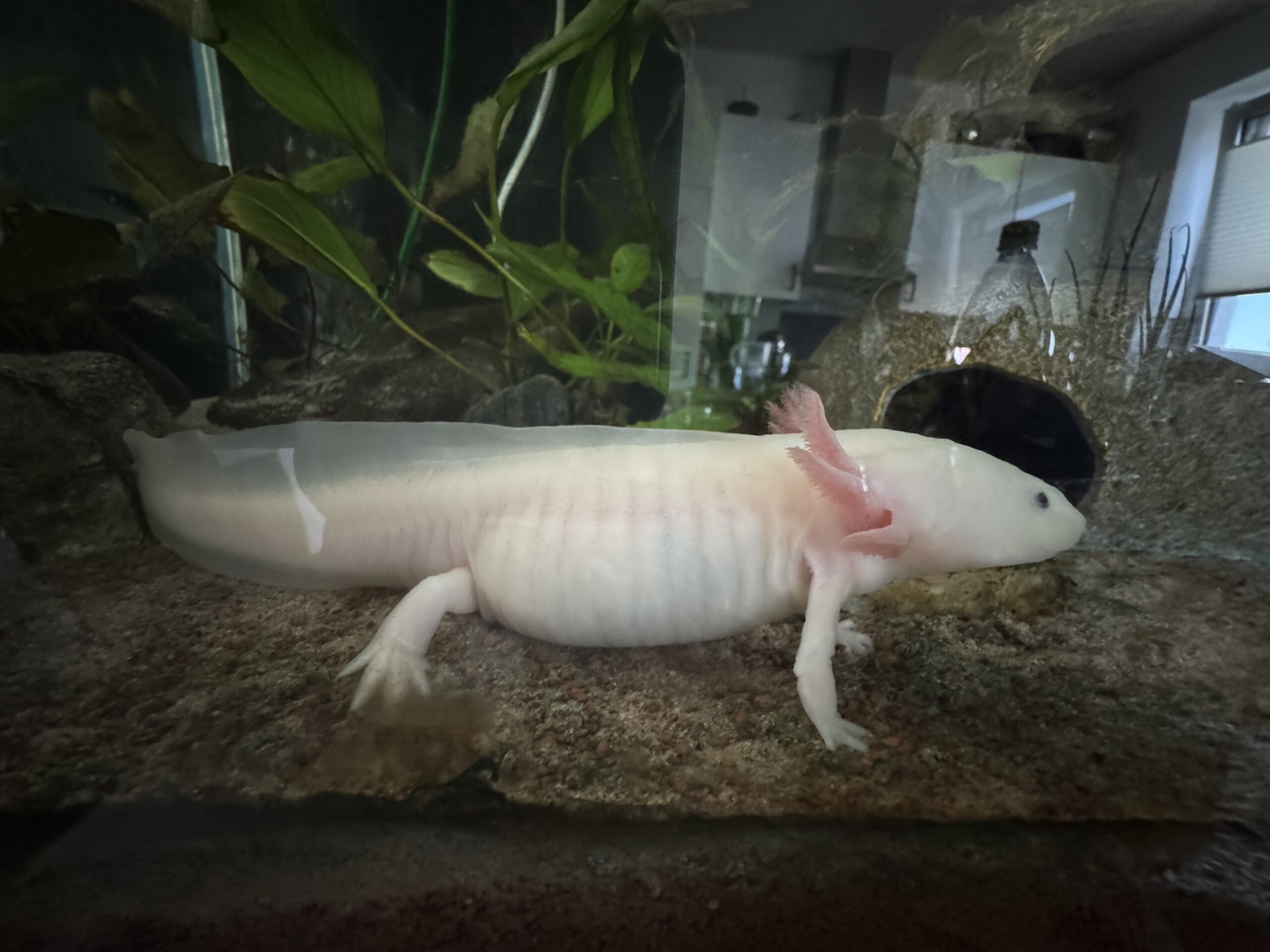 2 adulte Axolotl zu verschenken!