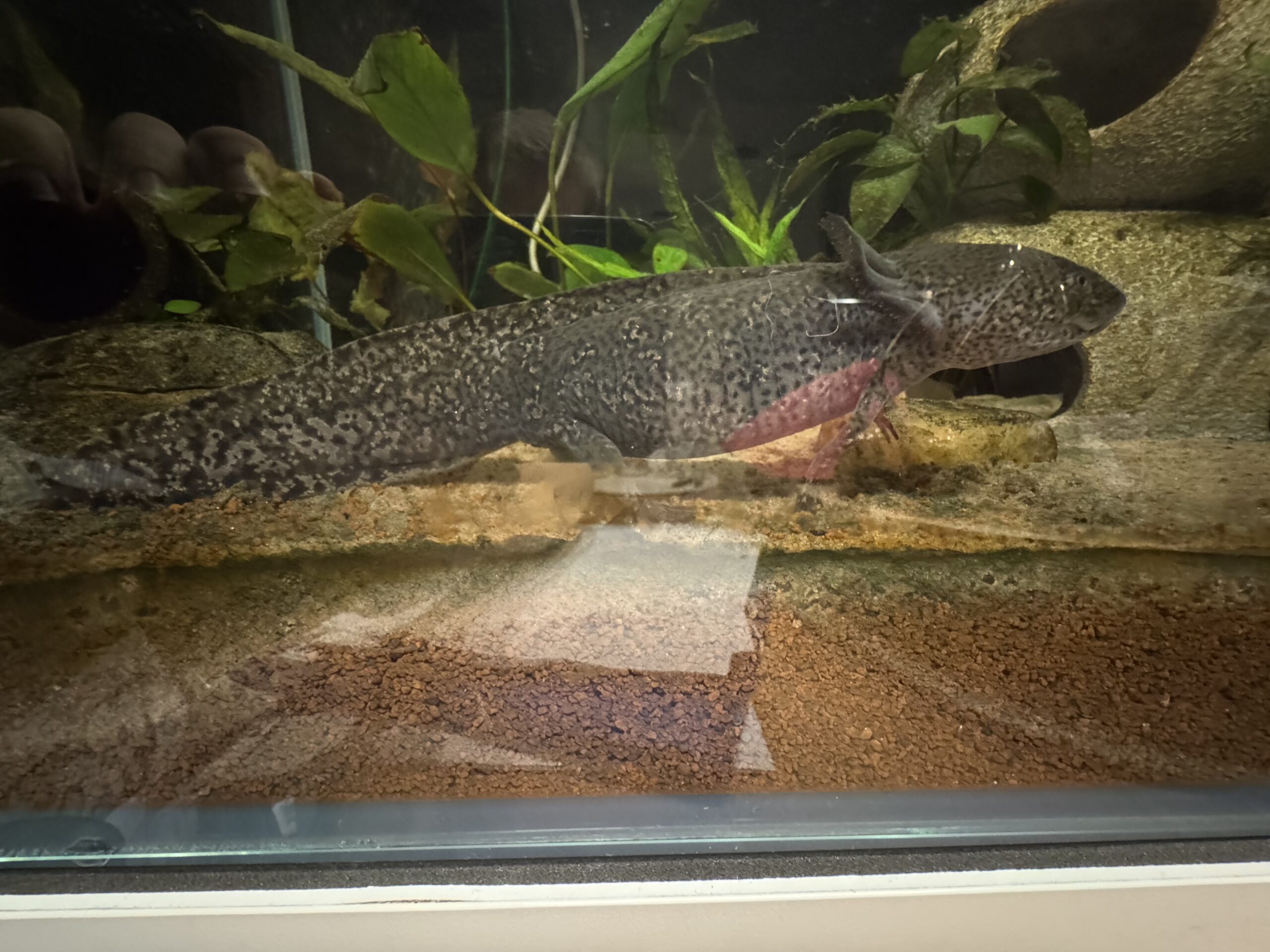 2 adulte Axolotl zu verschenken!