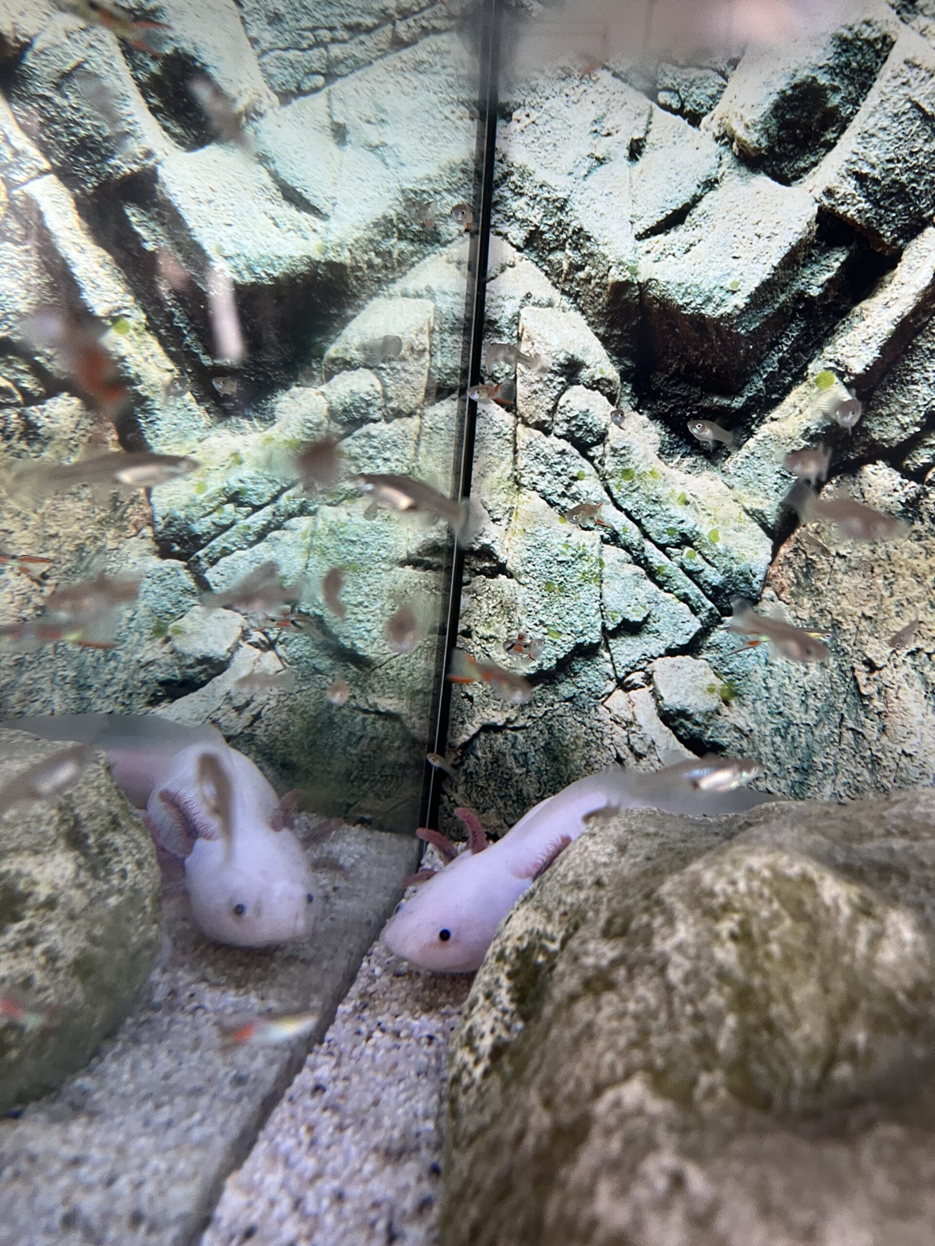 2 Axolotl zu verkaufen