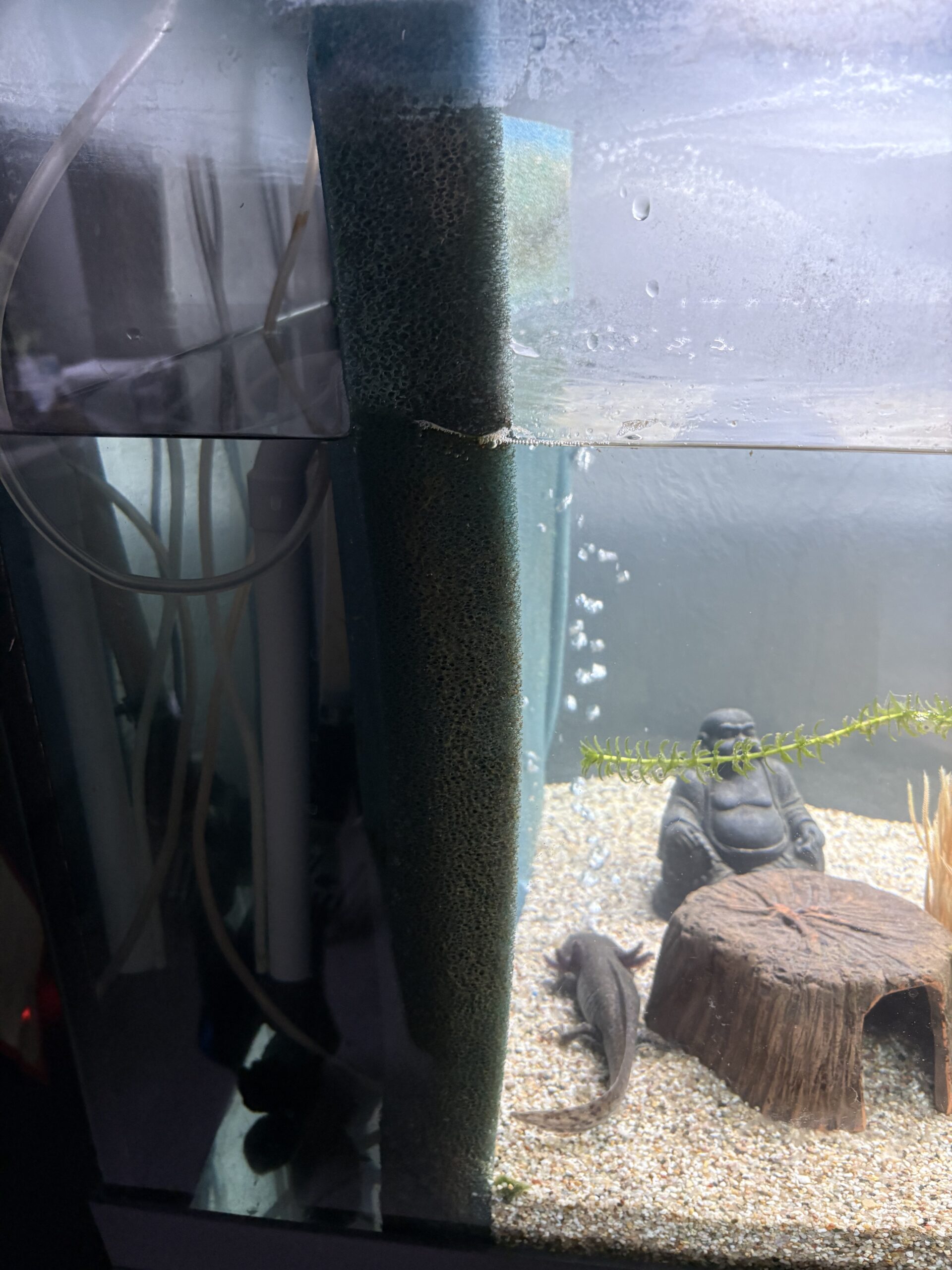 Axolotl-Komplettset abzugeben – 8 Axolotl + 450L Aquarium mit Zubehör